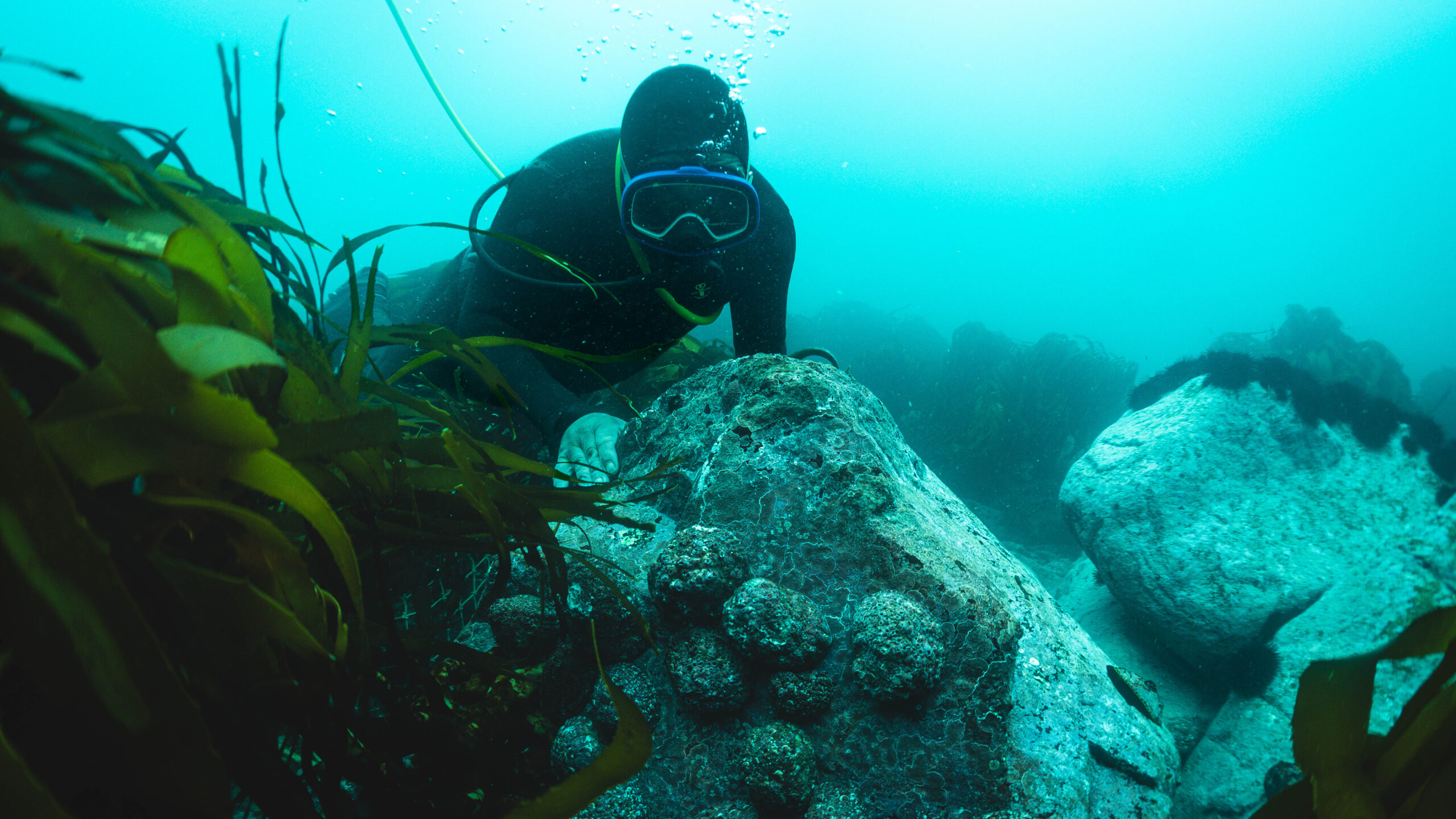 Ancud será el epicentro de la conservación comunitaria con el lanzamiento de la Escuela de Refugios Marinos